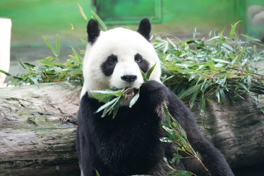 Beyond the Gimmick: Making Bear Augmented Reality Work For You